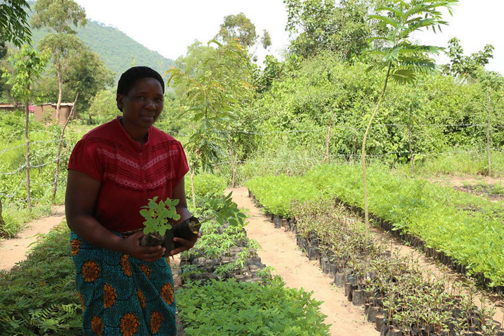 Sustainable Intensification of Key Farming Systems in the Sudano-Sahelian Zone of West Africa (AFRICA RISING)
 